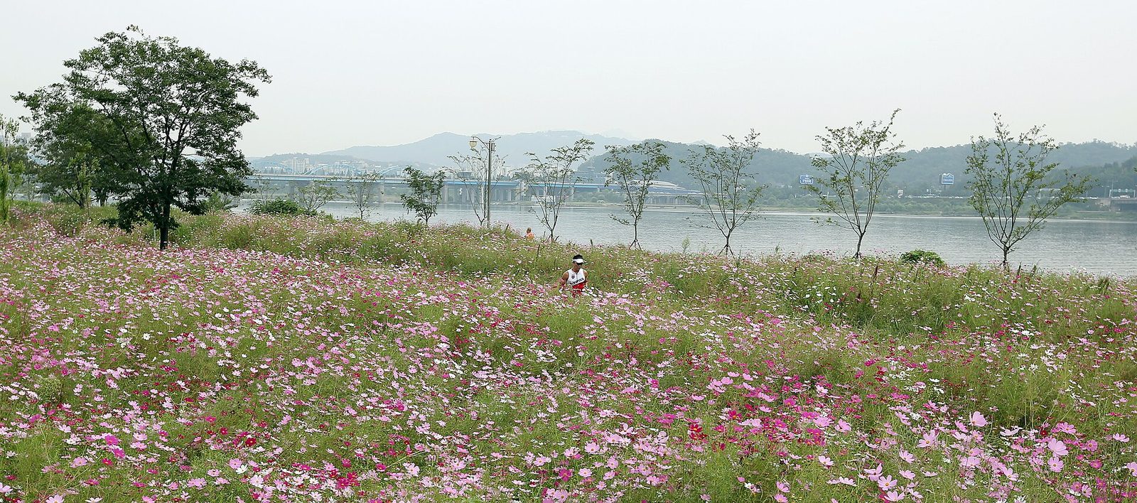 코스모스밭 너머로 강과 다리가 보이는 강변