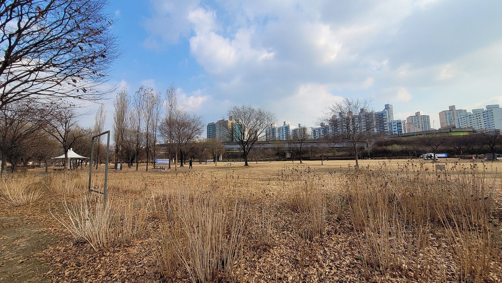 마른 풀이 서 있는 잔디밭 너머로 아파트가 보이는 강변 공원